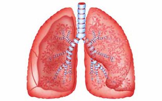 Vài hình ảnh trực quan về tim, phổi và hệ hô hấp của con người