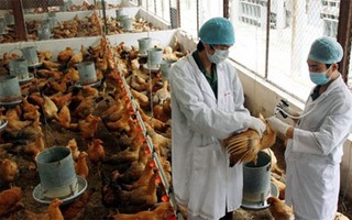 Bộ Y tế báo động tình hình vệ sinh an toàn thực phẩm và dịch bệnh