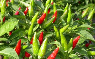 Bài thuốc từ ớt chỉ thiên