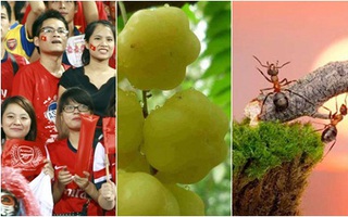 Những câu chuyện làm sôi sục cộng đồng mạng tuần qua