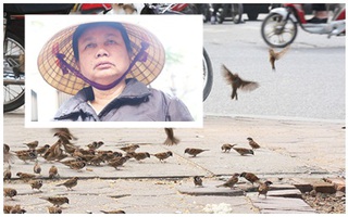 Người đàn bà "rỗi hơi' 30 năm mua thóc đãi chim trời