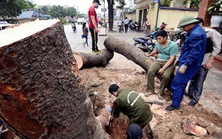 Toàn văn 21 câu trả lời vụ chặt hạ cây xanh của Hà Nội