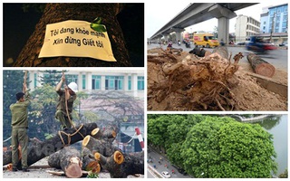 Nhìn lại toàn cảnh vụ chặt cây xanh Hà Nội