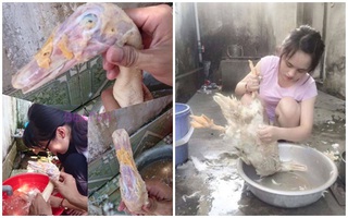 Nhổ lông trụi cả đầu vịt trong ngày "ra mắt", cô gái bị bạn trai lên mạng chê "ngu"