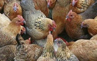 Gà nhập khẩu vẫn chưa được kiểm soát 