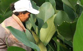 Về nơi hiếm hoi ở Hà Nội trồng lá dong gói bánh chưng kiếm cả trăm triệu dịp Tết