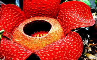 6 loài hoa đẹp nhưng có mùi kinh khủng nhất thế giới