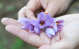 Vàng vẫn còn rẻ bèo nếu so với những thứ này