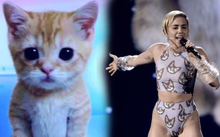 Miley Cyrus lại bày trò biểu diễn cùng... mèo!