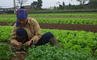 Hà Nội: Tiểu thương "làm loạn" giá rau xanh