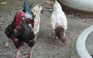 Cả xã chăm gà Sách đỏ phục vụ Tết