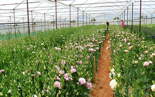 Những làng hoa Đà Lạt rực rỡ