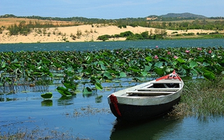 Bàu Trắng - ốc đảo giữa sa mạc