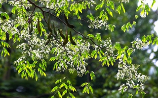 Hà Nội tinh khôi, dịu dàng trong hương sắc hoa tháng 3
