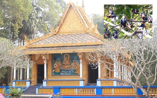 Về Sóc Trăng thăm ngôi chùa "triệu dơi"