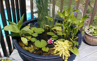 Trang trí sân vườn siêu đẹp bằng chậu tiểu cảnh mini