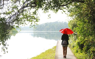 Singapore: Đi ngắm hoàng hôn tuyệt đẹp ở công viên MacRitchie Reservoir 