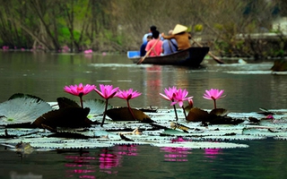 Vẻ đẹp nên thơ của suối Yến mùa hoa súng nở  