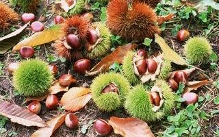 Hạt dẻ Trùng Khánh thơm mùa sang