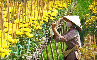 5 điểm ngắm hoa Tết đẹp nhất miền Tây