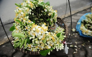 Hà Nội dịu dàng hương hoa bưởi tháng 3