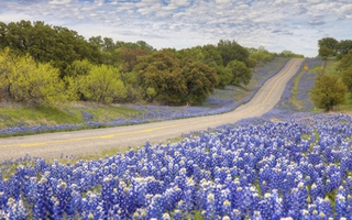 Đến miền Tây hoang dã ngắm hoa Bluebonnet