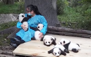 Việc nhẹ lương cao: Ôm gấu trúc thuê, kiếm 58 triệu đồng/tháng