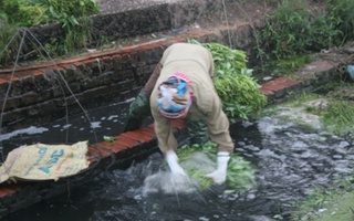 Hàng trăm kg rau “bẩn” được tuồn vào các trường học