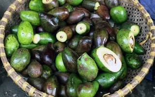 Chế 100 kg bơ dập, thối thành 300 cốc sinh tố thơm ngon