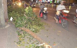 Cả gia đình gặp nạn vì nhánh cây rơi ở độ cao 30m xuống đường