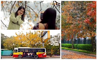 Hà Nội đẹp ngỡ ngàng như tranh mùa cây thay màu lá