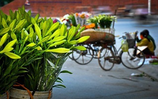 Dịu dàng loa kèn tinh khôi trên phố Hà Nội gọi tháng Tư