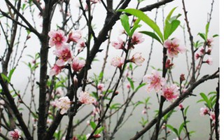 Lên Mộc Châu ngắm đào Pháp khoe sắc chớm đông