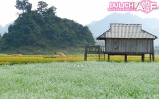 "Săn" hoa cải trắng trên cao nguyên Mộc Châu