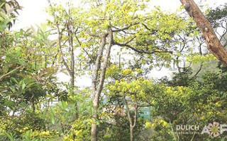 Hành hương tháng ba ngắm mai vàng trên đỉnh Yên Tử