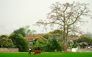 Đỏ trời hoa gạo nở muộn