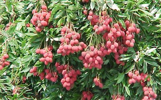 Những vườn quả ngon tuyệt cú mèo ở miền Bắc
