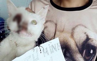 Phẫn nộ nam thanh niên dùng que sắt chọc thủng mắt mèo rồi đem lột hết lông