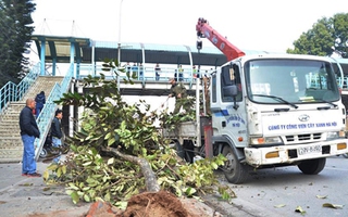 Chặt 35 cây xanh trước cổng trường ĐH GTVT để xây dựng nhà ga