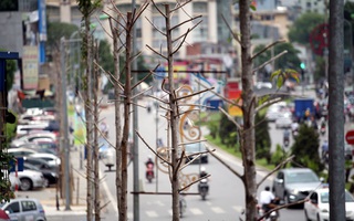 Sẽ thay thế cây mỡ chết trên đường Nguyễn Chí Thanh từ đầu tháng 8