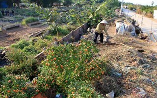 Xót xa nhìn quất Tết chục triệu chết la liệt