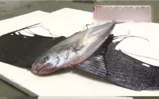 Cá có thân hình kỳ lạ lọt lưới ngư dân Nhật Bản