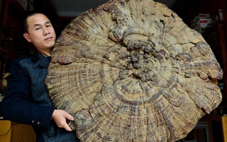 Nấm khổng lồ nặng 7,4kg, có đường kính hơn 1m
