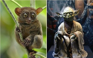 Phát hiện sinh vật kỳ lạ giống nhân vật trong phim "Chiến tranh giữa các vì sao"