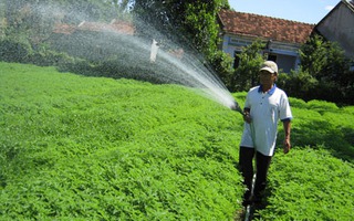 Cây Diệp Hạ Châu - Hướng làm giàu mới của người dân Phú Yên