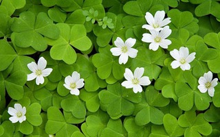Hé lộ 3 con giáp may mắn nhất tháng 6