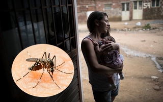 Bị nhiễm Zika: Thai phụ tiếp tục mang thai hay ngừng thai nghén?