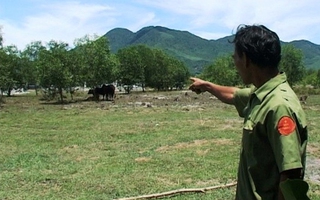Chồng xót xa ôm thi thể vợ sau khi bị bò húc tử vong