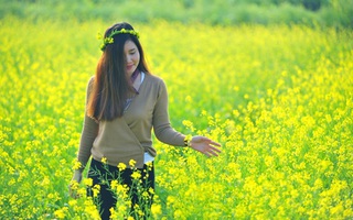 "Tôi đã thấy hoa cải nở rực vàng trên cỏ xanh..." 