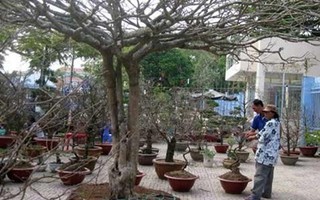 Chiêm ngưỡng cây mai "phu thê mẫu tử" giá hơn 200 triệu đồng